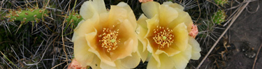 Prickly Pear Cactus