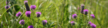 Purple Prairie Clover
