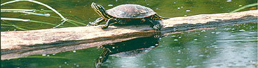 A painted turtle with his head outstretched sits on a log in the river.