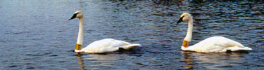 Two large trumpeter swans swim in profile. They are banded around the neck as part of the reintroduction of this species to the river.