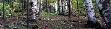 Birch Forest