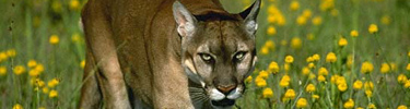 Cougar - Photo by Brian Kenney
