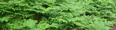 Ferns
