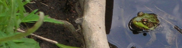 Green Frog