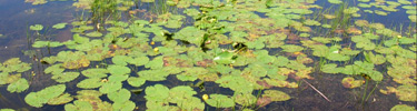 Mill Pond