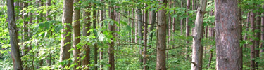 Pine Plantation