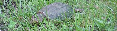 Snapping Turtle