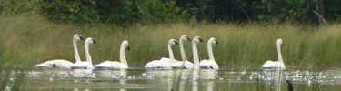 Trumpeter Swans