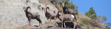 Bighorn Sheep