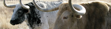 Longhorn Steers