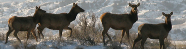Elk on Ridgeline Trail