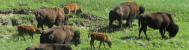 Bison