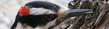 Hairy Woodpecker