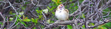 Lark Sparrow