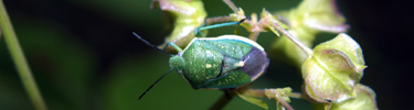 Insect on Plant
