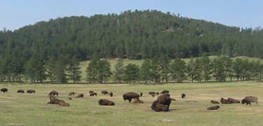 Herd of Bison