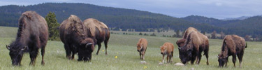 Bison Herd