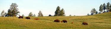 Bison Herd on Prairie