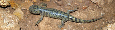 Blotched Tiger Salamander