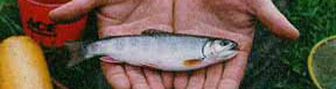 Brook Trout