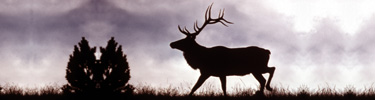 Bull Elk