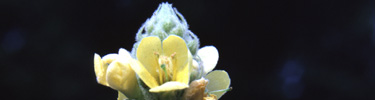 Common Mullein