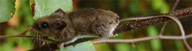 Deer Mouse - Photo by Phil Myers