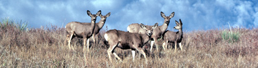 Mule Deer