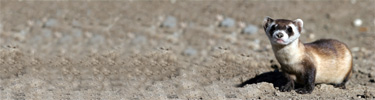 Black-footed Ferret