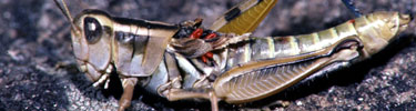 Grasshopper