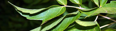 Green Ash