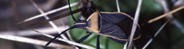Beetle Family Hemiptera