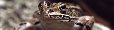 Leopard Frog