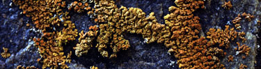 Lichen