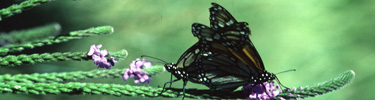 Monarch Butterflies