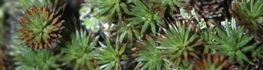 Moss