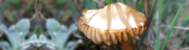 Fairy Ring Mushroom