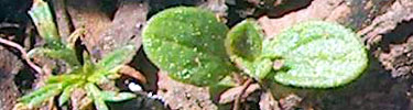 False Gromwell Seedling