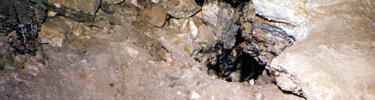 Packrat in Wind Cave