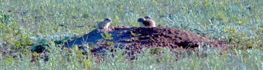Prairie Dog Pups on Mound