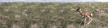 Pronghorn Antelope Kid