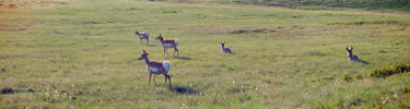 Pronghorn Herd on Prairie