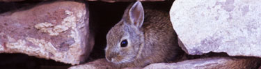Cottontail Rabbit in Rocks