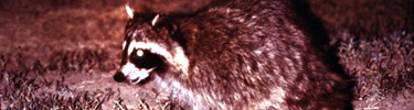 Raccoon at night