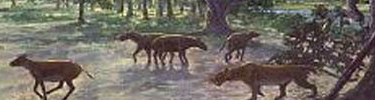 Paleonology