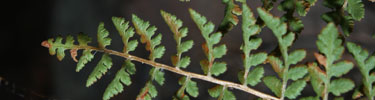 Slender Lip Fern