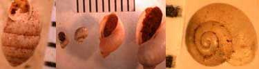 Land Snails