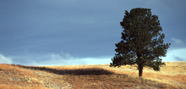 Solitary Pine on the Prairie