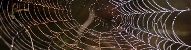 Spider Web