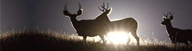 Sunlight Behind Mule Deer
